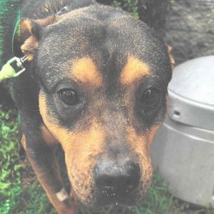 a black and tan dog with a green collar