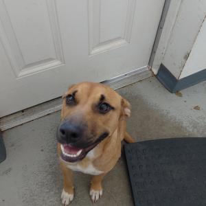 A brown and white dog with floppy ears and a black nose is sitting on a concrete floor in front of a white door. The dog is looking up with its mouth open, showing its teeth and tongue. There is a black mat on the floor next to the dog.