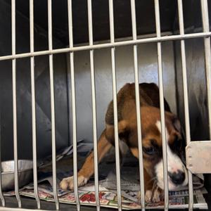 Riverdale, Mixed Breed (Small), adult, available for adoption