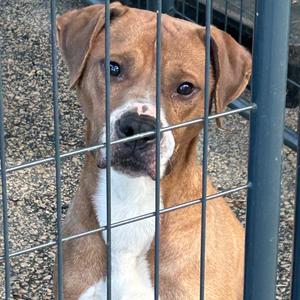 Bruno, Terrier, Pit Bull, available for adoption