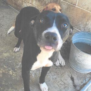 A black and white dog with blue eyes is standing on a concrete surface, looking directly at the camera with its tongue slightly out. In the background, there is a metal bucket and another dog partially visible.