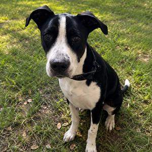 Roscoe, Mixed Breed (Medium), young, available for adoption