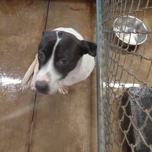 A black and white dog with a white patch on its face is sitting on a concrete floor inside a kennel. The dog is looking up at the camera, and there is a metal bowl filled with water in the background. The kennel is enclosed by a wire mesh fence.
