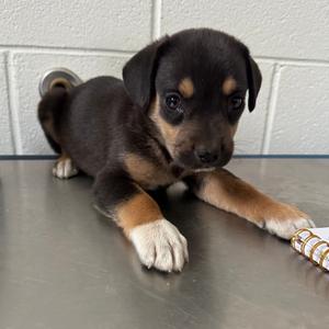 Pup 2, Mixed Breed (Small), young, available for adoption