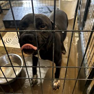 Sox, Terrier, American Pit Bull, adult, available for adoption