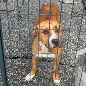GiGi, Mixed Breed (Small), adult, available for adoption