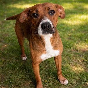 Rosie, Boxer, adult, available for adoption