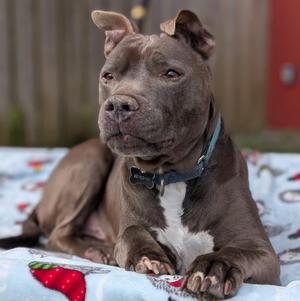 Raymond, Pit Bull Terrier, senior, available for adoption