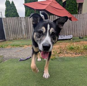 A black and tan dog with a white muzzle and chest is running towards the camera on a green lawn. The dog has a red umbrella in the background and a wooden fence behind it.