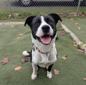 A black and white dog with a happy expression, sitting on a green surface with scattered leaves.