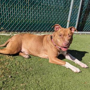 Ruby, Pit Bull Terrier, adult, available for adoption