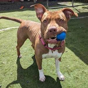 Ruby, Pit Bull Terrier, adult, available for adoption