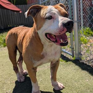 Blaze, Pit Bull Terrier, senior, available for adoption