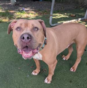 A brown dog with a white chest and a green collar standing on a green surface, looking directly at the camera with its mouth open.