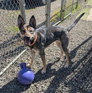 Sasha, German Shepherd Dog, young, available for adoption