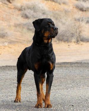 Auto, Rottweiler, adult, available for adoption