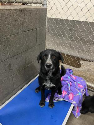 Dan, Retrievers (All Types) / 31 Flavors Mixes, young, available for adoption