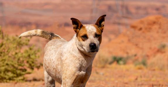 Karen, Cattle Dog, adult, available for adoption