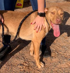Josie, 31 Flavors Mixes / Shepherds (All Types), adult, available for adoption