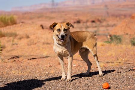 Bogie, Cattle Dog / 31 Flavors Mixes, adult, available for adoption