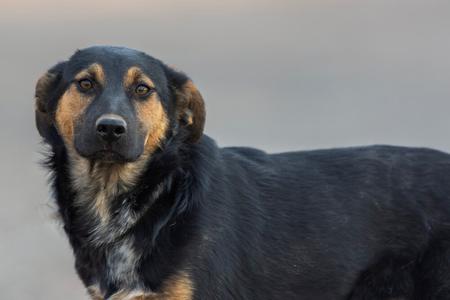 Bubbles, German Shepherd Dog, young, available for adoption