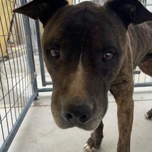 Groot, Pit Bull Terrier, adult, available for adoption