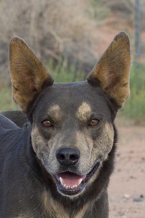 Micah, Shepherd (Unknown Type), adult, available for adoption