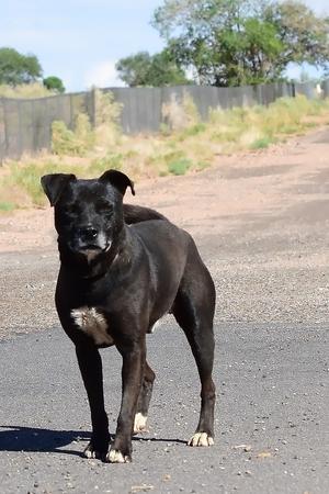 Buster, Staffordshire Bull Terrier, adult, available for adoption