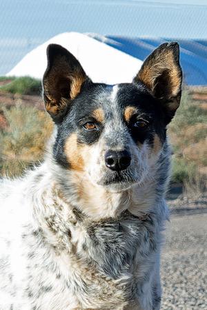 Harlow, Cattle Dog, adult, available for adoption