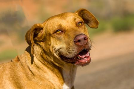 JJ, Pit Bull Terrier / Labrador Retriever, adult, available for adoption
