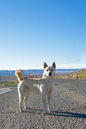 Cooper, 31 Flavors Mixes, adult, available for adoption