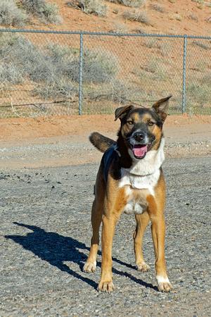 Bear, 31 Flavors Mixes, adult, available for adoption