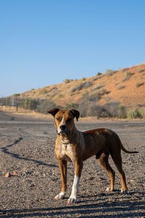 A dog standing on a gravel road
