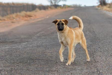 A tan dog with black markings on its face stands in the middle of a paved road, looking at the camera.