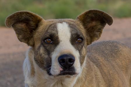 Marshall, American Pit Bull Terrier, young, available for adoption