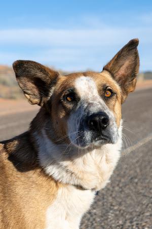 Izzy, Cattle Dog / 31 Flavors Mixes, adult, available for adoption