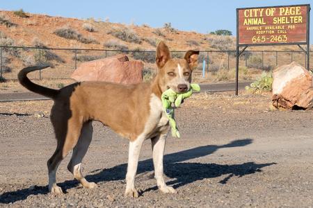 Jenna, Pit Bull Terrier, available for adoption