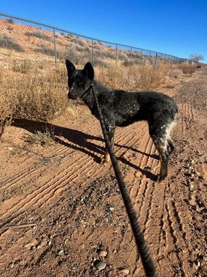 Joy, Cattle Dog, adult, available for adoption