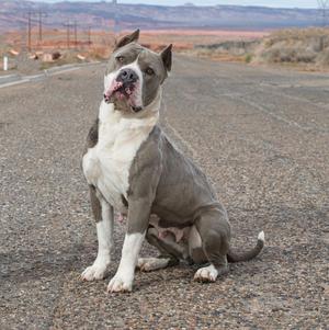 A gray and white pit bull dog sitting on a gravel road with a desert landscape in the background.