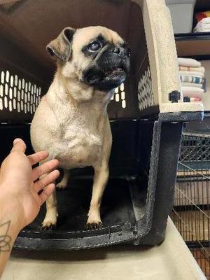 Francis (Franny), Pug, senior, available for adoption