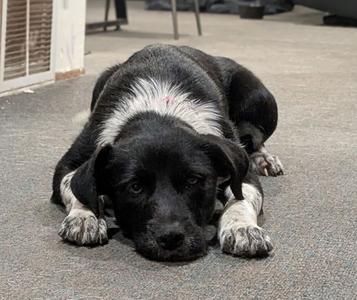 Duchess, Collie, young, available for adoption