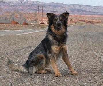 A black and tan dog sitting on a gravel road with a desert landscape in the background.