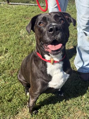 Coraline, Pit Bull Terrier, adult, available for adoption