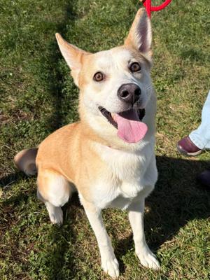 Delta, Shepherd / Pit Bull Terrier, young, available for adoption