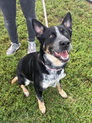 Bandit, Australian Cattle Dog / Blue Heeler, young, available for adoption