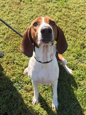 Remi, Hound, senior, available for adoption