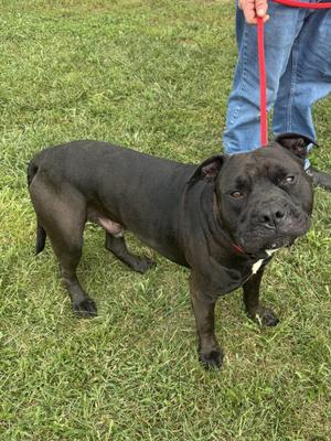 black dog on a red leash standing on grass