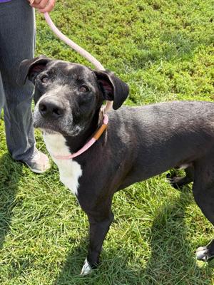 Buck, Labrador Retriever, adult, available for adoption