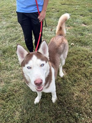 Zeus, Husky, adult, available for adoption