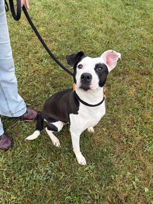 Patches, Pit Bull Terrier, adult, available for adoption